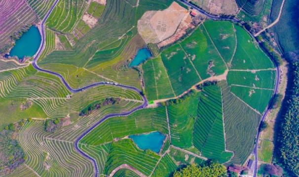 Tea gardens flourish on Fuquan Mountain