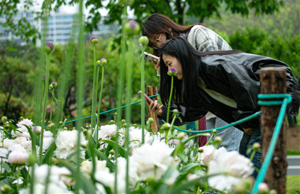 Peony spectacle at Ningbo Botanical Garden  Pe