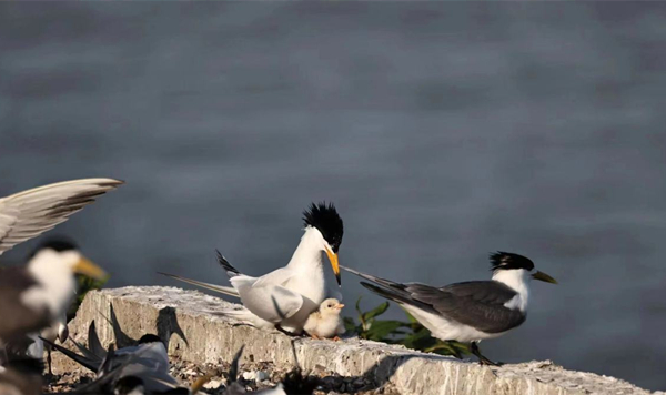 Chinese crested tern chick hatches in Xiangshan                                               