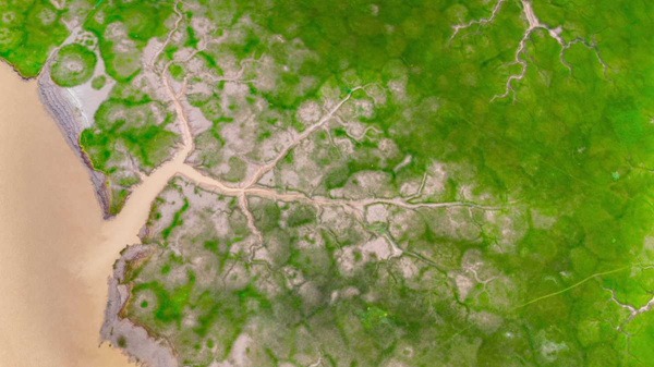 Yuyao's coastal grassland: A natural paradise by sea