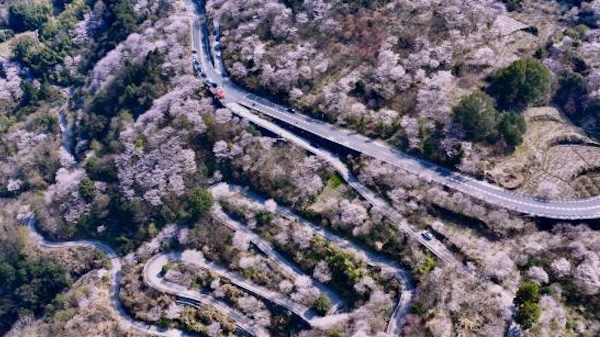 Cherry blossoms flower on Ningbo's Siming Mountain