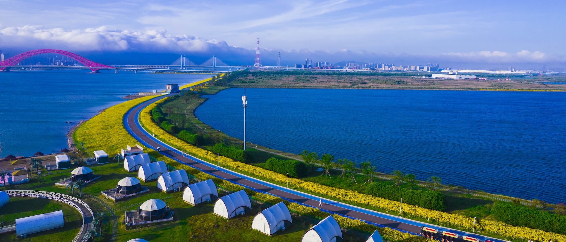 Golden wave of chrysanthemums blooms in Ningbo's coastal greenway