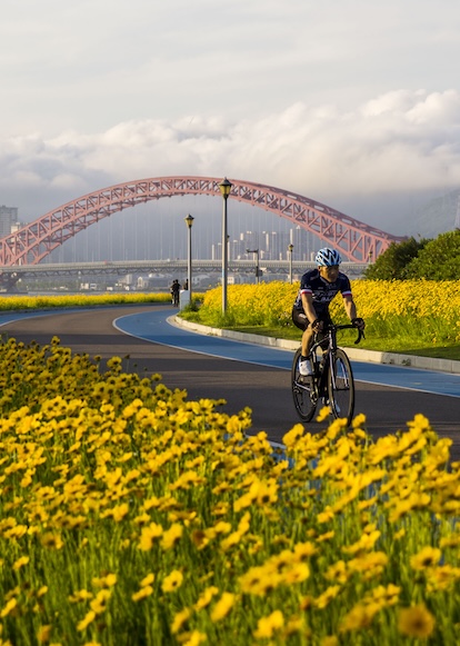 Golden wave of chrysanthemums blooms in Ningbo's coastal greenway