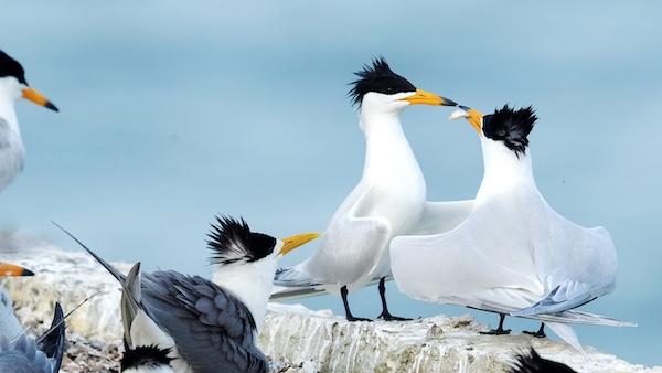 Ningbo sees hope for endangered seabirds