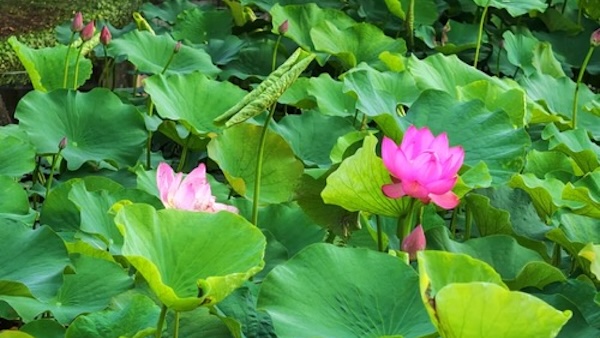 Lotus flowers bloom in Ningbo