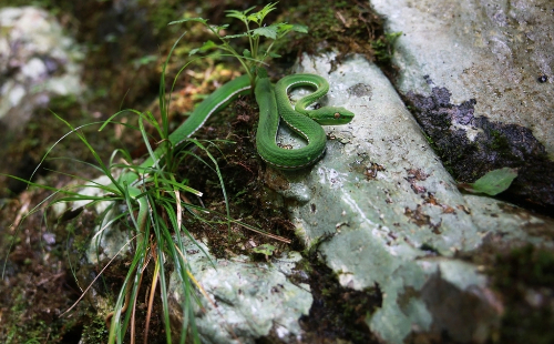 Zhejiang survey records over 13,600 species