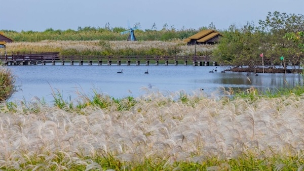 Autumn reeds dance in Ningbo