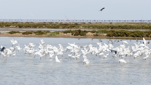 Hangzhou Bay Wetland becomes thriving haven for migratory birds