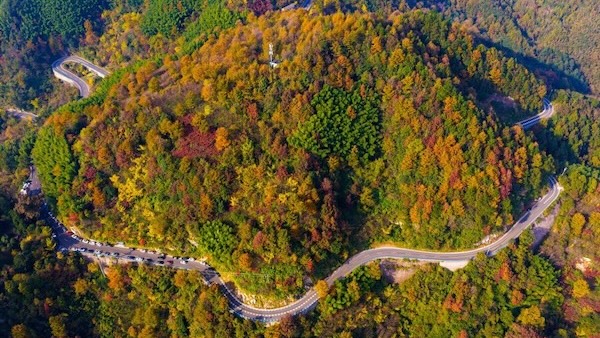 Autumn awakens at Ningbo's Maohuo Ancient Tree Park
