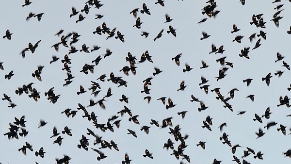 Ninghai Bay welcomes migratory birds