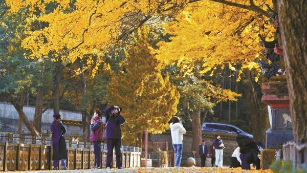 Catch colors of autumn at Tiantong Temple