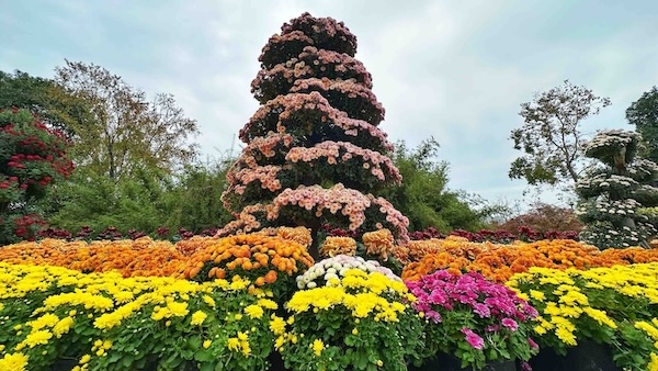 Chrysanthemum spectacle at Ningbo Botanical Garden