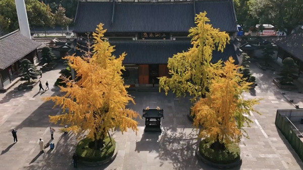 Ginkgo magic fills Ningbo's parks and villages