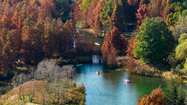 Autumn colors peak at Ningbo Botanical Garden