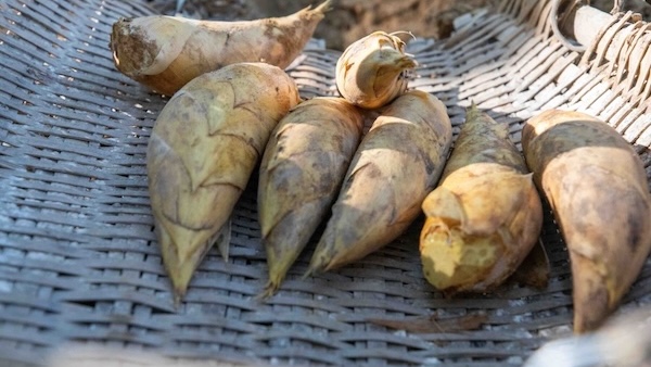 Bamboo shoots harvested in Ningbo