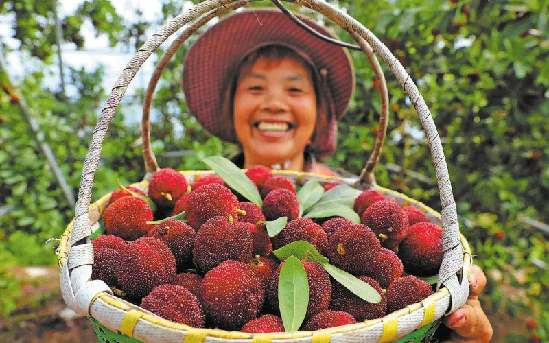 4,500-year-old 'yangmei' tree branches found in Ningbo