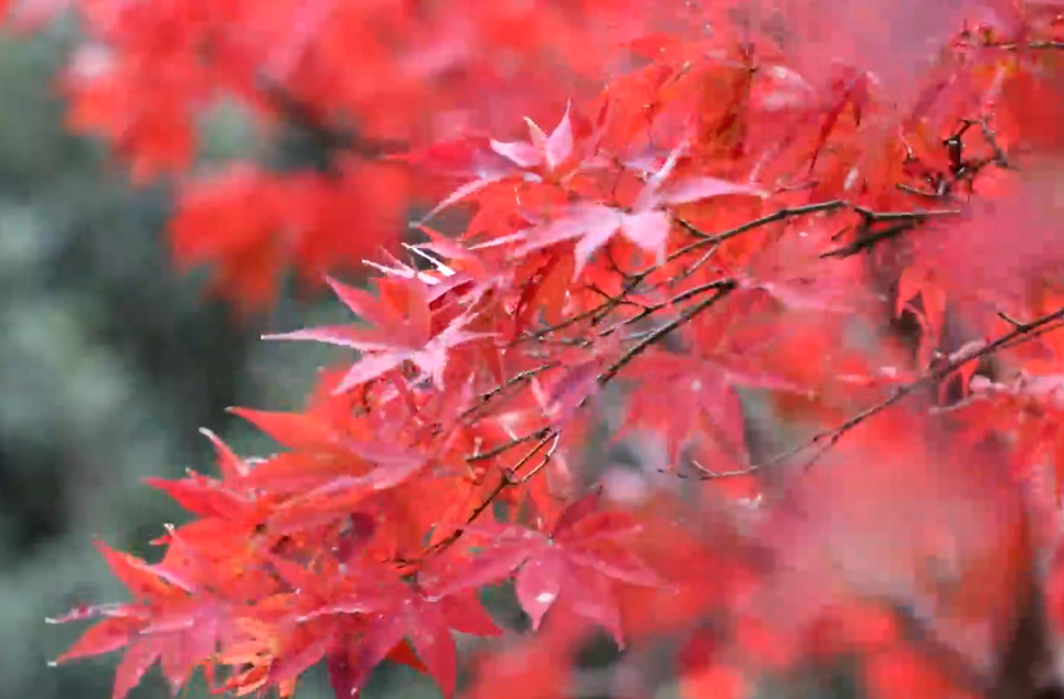 Maple trees in Beilun enchant visitors