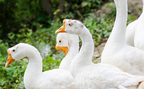 Archaeologists unearth evidence of geese domestication in Yuyao 