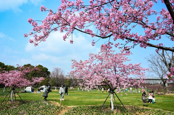 Ningbo in bloom: A sea of flowers in spring
