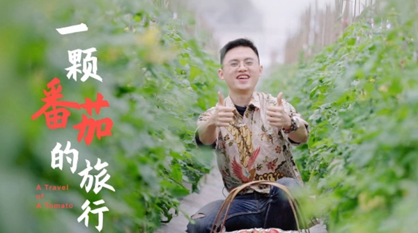 Handi's quest for juicy tomatoes and spring bliss