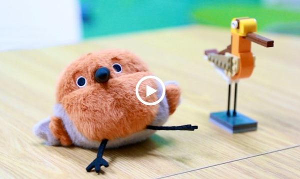 Video: Guardians protecting the Asian dowitcher