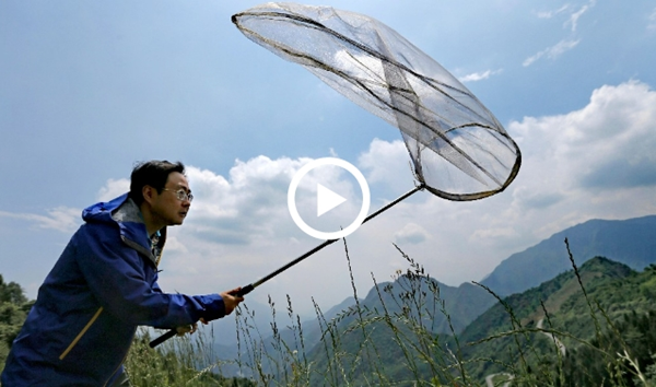 Video: Why do we need to protect insects?
