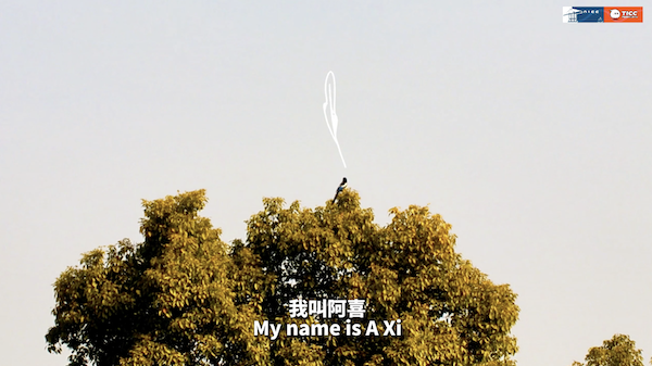 Magpies find perfect perch in Ningbo